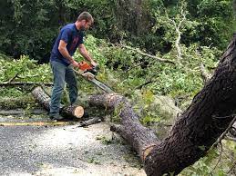 Professional Tree Services in Marlboro, NY